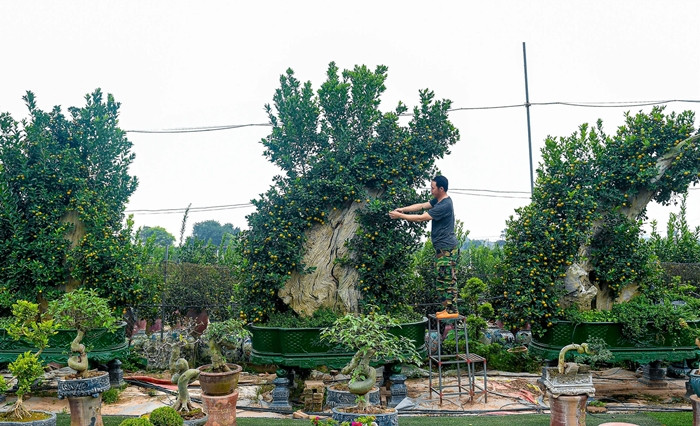 Dịp Tết Giáp Thìn 2024, một số nhà vườn tại Tứ Liên đã cho ra mắt thị trường sản phẩm quất ghép gỗ lũa độc đáo giá từ vài chục triệu, thậm chí cả trăm triệu đồng. Ảnh: Dân trí