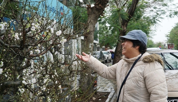 Muốn bạch đào ra được bông hoa căng đẹp nhất, chủ vườn phải nuôi trồng từ nhiều năm trước đến khi đạt chất lượng như ý mới bán ra thị trường. Ảnh: Dân Việt