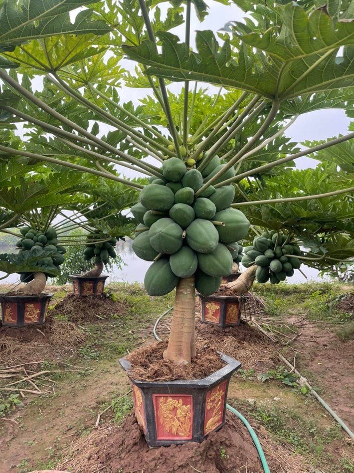 Ngoài bưởi, quất, đào... thị trường cây cảnh Tết những năm gần đây còn xuất hiện nhiều chậu đu đủ bonsai trĩu quả trông thích mắt. Ảnh: Facebook