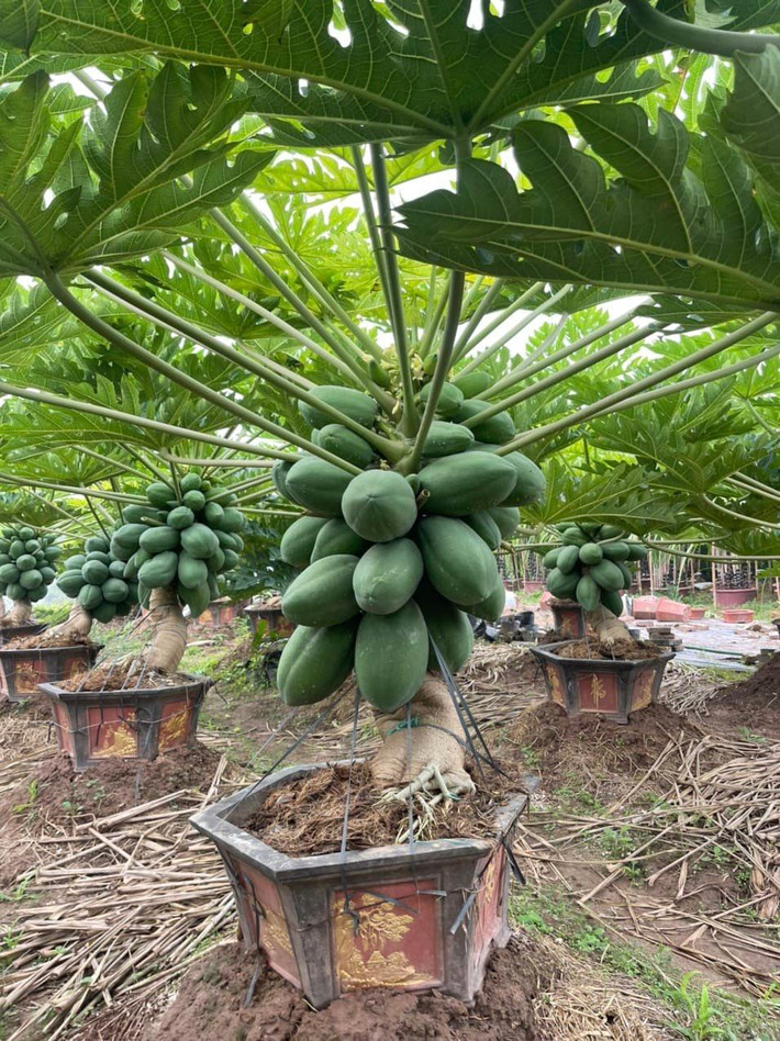 Cây đủ đủ bonsai có tán lá rộng với hình dáng thẳng đứng hoặc nghiêng, thân sai trĩu quả vô cùng đẹp mắt. Ảnh: Facebook