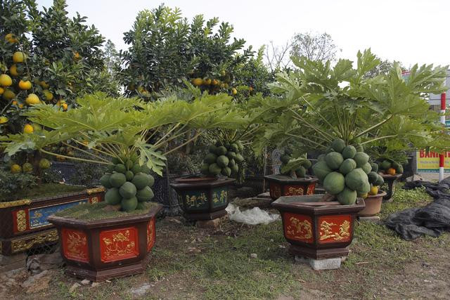 Đu đủ bonsai có thể chơi được khoảng 1 – 2 tháng, quả chín có thể ăn bình thường. Ảnh: Vneconomy