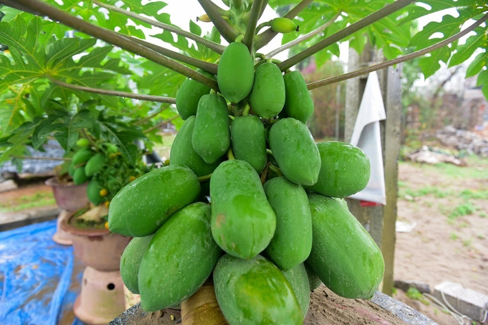 Đu đủ bonsai có giá từ 4 - 6 triệu đồng/chậu, thậm chí có chậu giá đến hàng chục triệu, tùy kích thước và kiểu dáng. Ảnh: Dân trí