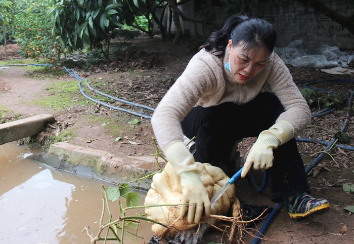 Sau khi thu hoạch, củ đậu được vệ sinh kỹ, tránh trầy xước. Ảnh: Báo hải dương