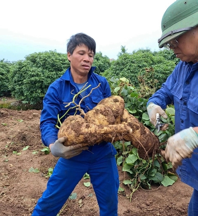 Củ đậu chơi Tết được gia đình ông Liêm trồng từ tháng 6 âm lịch. Ảnh: Dân Việt