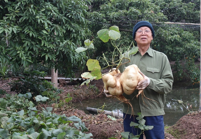 Đây là giống củ đậu to nên trọng lượng lớn hơn củ đậu bình thường. Ảnh: Baohaiduong