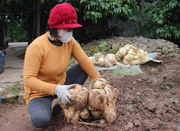 Nhiều khách đến trải nghiệm thu hoạch củ đậu. Ảnh: Baohaiduong