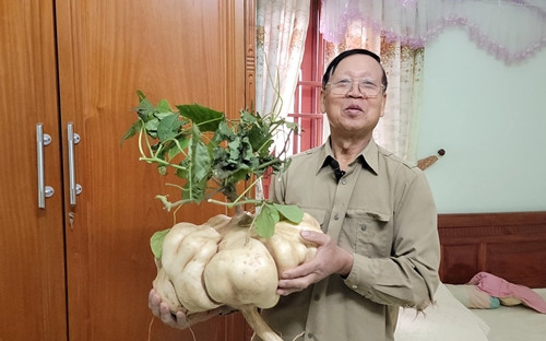Gần Tết Nguyên đán, gia đình ông Trần Văn Liêm (68 tuổi, ở khu 3, thị trấn Thanh Hà, huyện Thanh Hà, tỉnh Hải Dương) lại tấp nập khách từ khắp nơi tìm đến mua củ đậu khổng lồ. Ảnh: Dân Việt