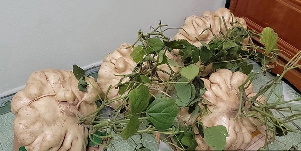 Nhiều người chọn mua củ đậu chơi Tết vì chỉ cần để trong bình nước, củ đậu sẽ nảy lộc rất đẹp. Ảnh: Dân Việt