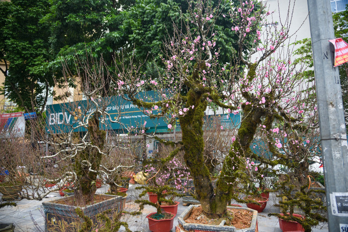 Mỗi gốc đào đều có hình dáng riêng, không giống đào thất thốn, đào phai hay đào bích. Ảnh: Phunuonline