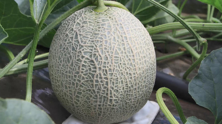Dưa lưới Yubari King Nhật Bản chỉ vào mùa từ tháng 6 đến tháng 8 hàng năm và chỉ để được trong 3 ngày ở nhiệt độ thường, tính từ khi thu hoạch cho đến khi chín. Ảnh: BI