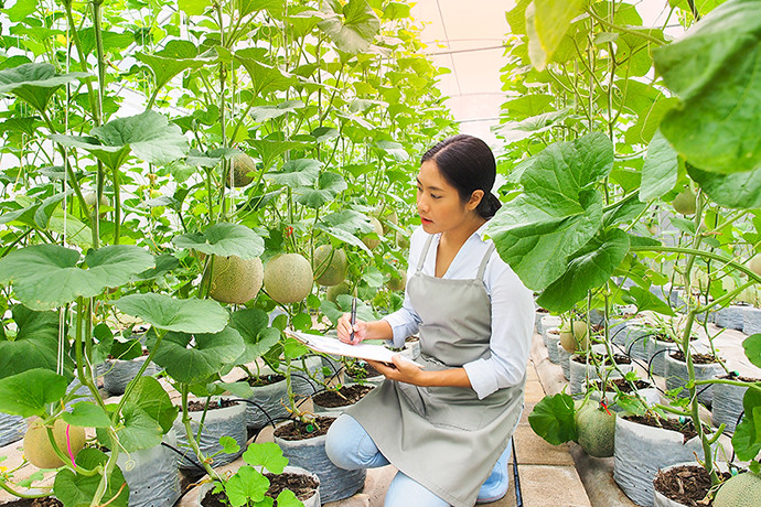 Do là giống dưa lưới quý hiếm và khó trồng nên dưa lưới Yubari King nằm trong danh sách những giống cây cần được bảo tổn ở Nhật Bản. Ảnh: Web Japan