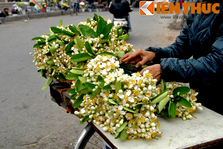Loài hoa này đã mang đến cho Thủ đô nét hương sắc rất riêng.
