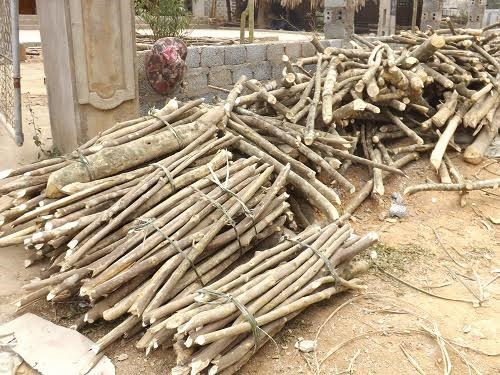 Lái thương Trung Quốc đang thu mua ồ ạt cây ba chạc ở Việt Nam. Mặc dù không biết cây ba chạc được dùng làm gì, song với mức giá thu mua 7.000 đồng/10kg, mỗi ngày kiếm được vài trăm nghìn đến cả triệu đồng, gần đây, nhiều người dân các xã miền núi Thanh Hóa đổ xô "săn" loại cây này để bán lại cho lái thương kiếm lời.