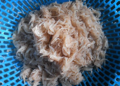 Ruốc hay còn gọi là moi hoặc khuyết, là động vật giáp xác mười chân sống ở vùng nước lợ hay nước mặn ven biển, chúng thường chỉ được dùng để làm mắm (mắm ruốc, mắm tôm hoặc mắm chua) hay phơi khô rồi xay vụn thành bột ruốc.