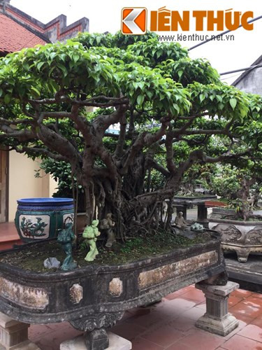 Trong hình là tiểu cảnh cây sanh "Chúng cháu cùng Bác hành quân" được định giá khoảng 5 tỷ đồng cũng được nhiều người bàn tán xôn xao và tỏ ra thích thú.