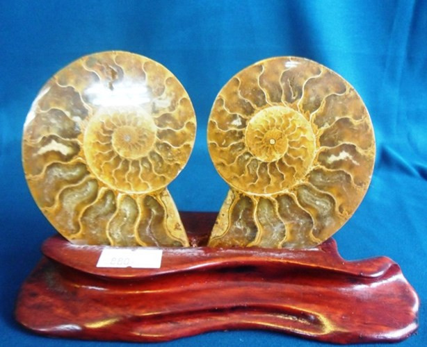 Tùy kích thước, giá vỏ ốc anh vũ khác nhau. Trên eBay và một vài nơi khác, vỏ ốc anh vũ nhỏ được bán làm vòng đeo tai với giá 20 USD (khoảng 450.000 đồng), mặt dây chuyền với giá 25 USD (555.000 đồng). Loại lớn bạc triệu cho đến hàng trăm triệu đồng.