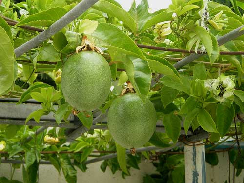 Chanh dây là loại cây trồng cần tưới nước thường xuyên (2 ngày 1 lần), nhất là vào mùa khô cần tưới lượng nước nhiều hơn sẽ gúp cho cây ra chồi, ra hoa và đậu quả liên tục.
