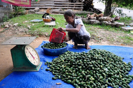 Đây không phải lần đầu lái thương Trung Quốc thu mua các loại quả ở Việt Nam với giá cao mà khổng rõ mục đích để làm gì. Năm 2015, nhiều người dân ở Quảng Ngãi đã ồ ạt bán cau non cho lái thương Trung Quốc với giá cao. Ảnh: NLĐ