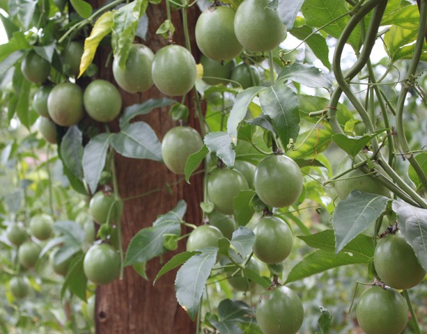 Chanh dây ra hoa tháng 6 đến tháng 7, có quả tháng 10, 11. Quả hình tròn hoặc oval, khi chín có màu vàng hoặc đỏ tía đậm, nhiều nước, có nhiều hạt. Chanh dây có hai loại quả, loại màu vàng nhạt hoặc loại màu đỏ tía.