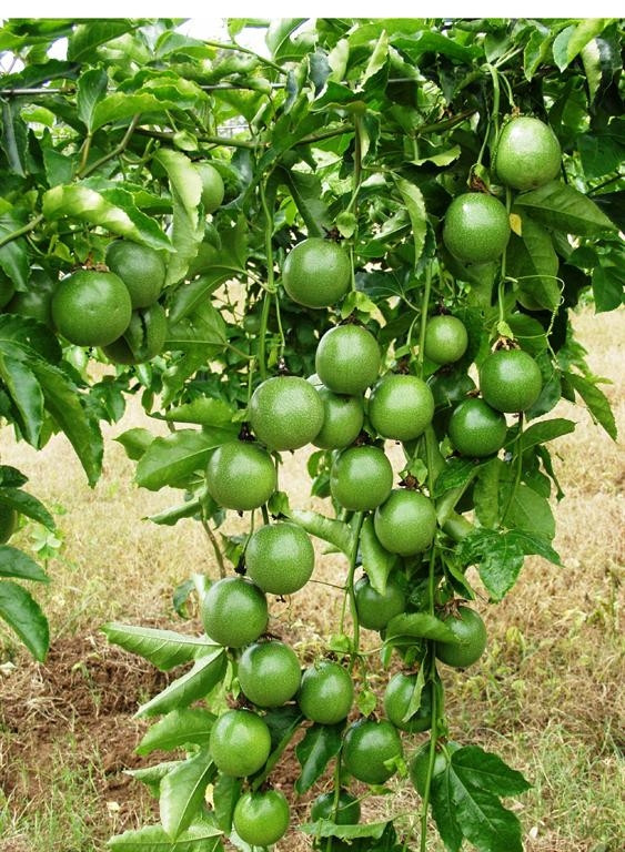 Chanh dây lái thương Trung Quốc thu mua còn có tên gọi khác là chanh leo. Loài cây này có nguồn gốc từ các nước Nam Mỹ, sau đó được trồng phổ biến ở các nước, trong đó có Việt Nam.
