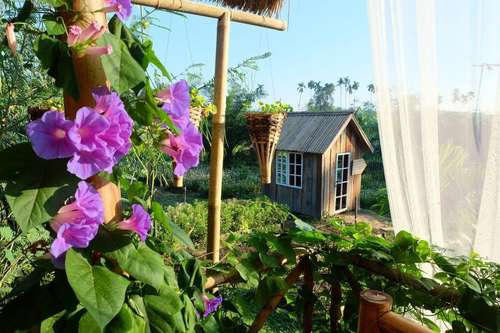 Mỗi góc không gian là sự hòa trộn giữa màu xanh của rau, lá và màu sắc sặc sỡ của nhiều loại hoa khác nhau.