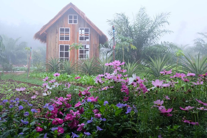 Khu vườn rau sạch đang gây sốt mạng này nằm trong khu du lịch sinh thái Baan Rai I Arun ở Amphoe Muang Ranong, Ranong, Thái Lan.