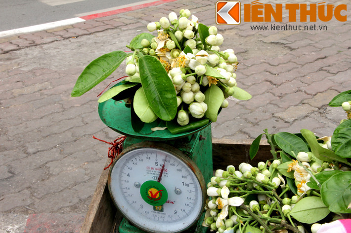 Giữa những ngày đầu tháng 3, đường phố Hà Nội quyến rũ hơn với những gánh hàng bán hoa bưởi. Hoa bưởi tháng 3 không bán theo bông mà bán theo lạng. Mỗi lạng hoa có giá từ 10.000 - 20.000 đồng.