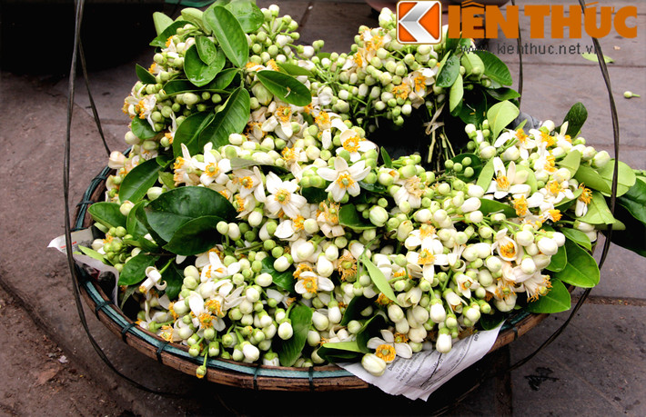 Theo những người bán hàng, hoa bưởi được lấy từ các vườn ở Hòa Bình, Cầu Diễn (Hà Nội). Ngoài bưởi ta còn có hoa bưởi Mỹ Polo. Hầu hết hoa được lấy từ cây bưởi tơ, hay bưởi lứa đầu sắp ra quả. Vì lứa quả đầu nếu đậu bằng hoa này sẽ chua và nhạt hơn các lứa sau, nên nhà vườn thường tỉa hoa đi bán.