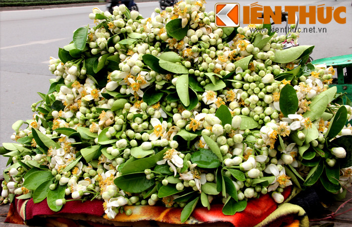 Cũng có những cành hoa không phải lứa đầu, mà vì cây ra nhiều hoa, nên phải tỉa bớt để không "kiệt sức" mà cho trái ngon ngọt.