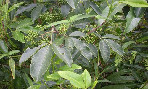 Ba chạc là cây sống khoẻ, không kén đất, có khả năng chịu hạn, ít bị sâu bệnh. Chúng chủ yếu mọc rải rác hoặc được làm hàng rào nhà dân. Cây được nhân giống bằng hạt, dễ nảy mầm.