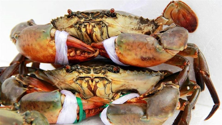 Về hình dáng bên ngoài, cua Cà Mau không đẹp như cua các vùng miền khác, chúng có màu sẫm hơn, cứng cáp hơn. Trong khi cua giả mạo hoặc cua nuôi công nghiệp, chúng có màu trắng, trong xanh.