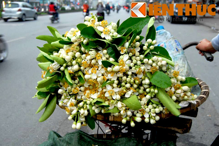 So với ngày rằm, giá hoa bưởi lên tới 25.000 đồng/lạng, những ngày này giá hoa đã hạ nhiệt đi khá nhiều.