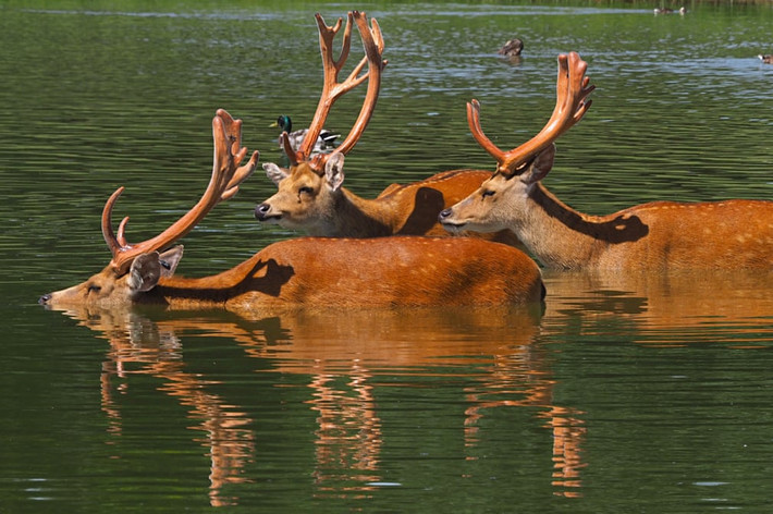 Đàn hươu tắm mát dưới hồ vào một ngày hè nắng nóng trong vườn thú Whipsnade ở Bedfordshire, Anh. (Nguồn Guardian)