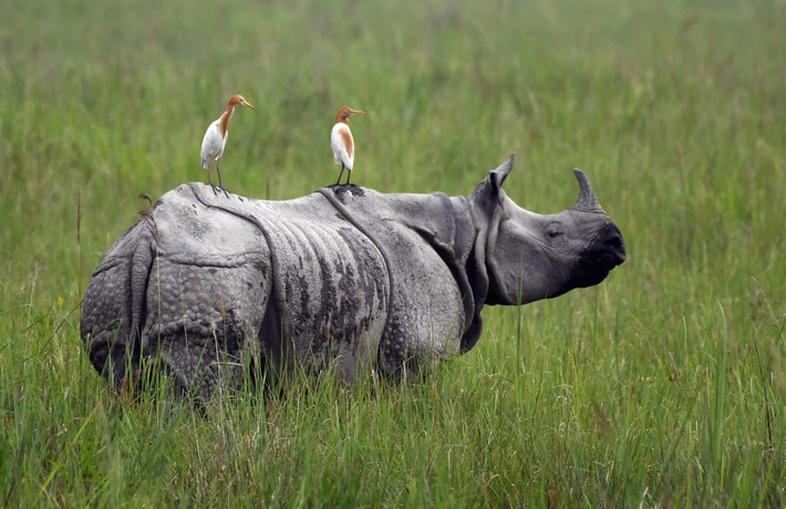 Cặp chim diệc đậu trên lưng tê giác một sừng trong vườn quốc gia Kaziranga ở Assam, Ấn Độ. (Nguồn Guardian)