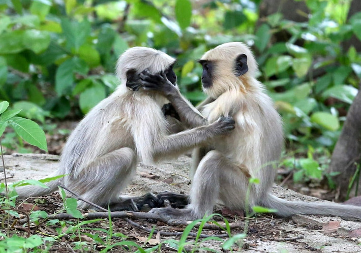 Cặp khỉ âu yếm nhau trong vườn quốc gia Van Vihar ở Bhopal, Ấn Độ. (Nguồn Guardian)