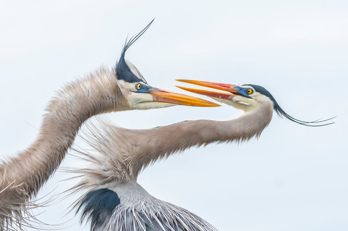 Cặp chim diệc xanh đánh nhau tại vùng đầm lầy Wakodahatchee ở bang Florida, Mỹ. (Nguồn Guardian)