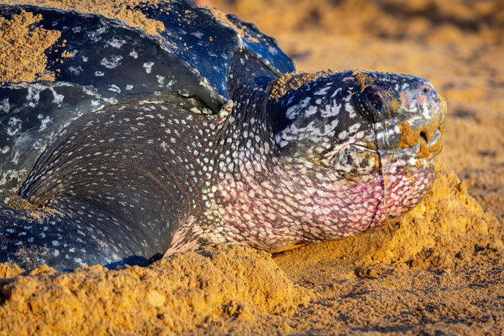 Rùa khổng lồ đẻ trứng trên bãi biển ở Remire-Montjoly, Guiana thuộc Pháp. (Nguồn Guardian)