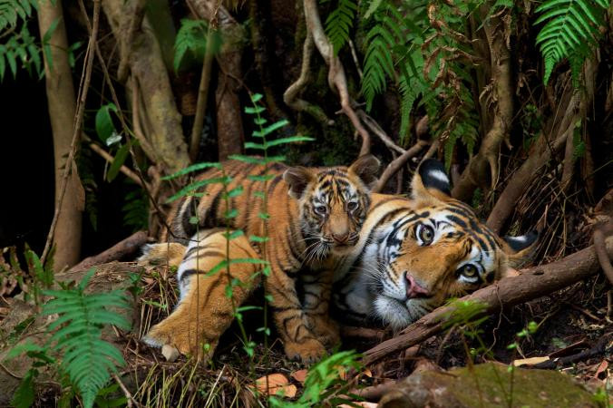 1,3 triệu lượt like trên Instagram là con số của bức ảnh hổ mẹ hổ con tạo Vườn Quốc Gia Bandhavgarh, Ấn Độ.