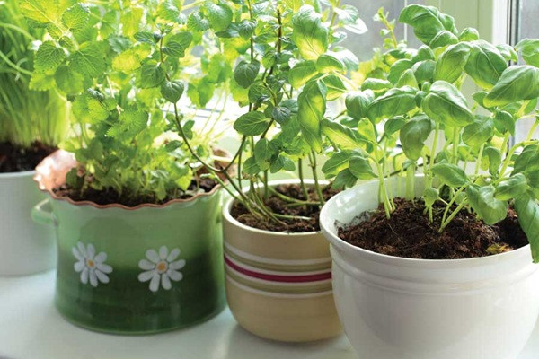 Nếu muốn trải nghiệm cảm giác theo dõi, chăm sóc từng loại cây từ khi nẩy mầm đến khi thu hoạch, bạn có thể trồng rau từ hạt giống tại nhà. Các loại rau gia vị được trồng lý tưởng nhất trong ở nơi có mái che với đất thoát nước tốt. Độ PH của đất tốt nhất để các loại rau gia vị, thảo mộc phát triển là trung lập.