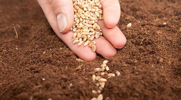 Rắc hạt giống rau thơm lên mặt đất, phủ lớp đất nhẹ, mỏng lên trên hạt. Sau đó, bạn tưới nước ẩm nhẹ nhàng để hạt nảy mầm. Hầu hết các loại rau thơm cần từ 14 – 16 tiếng có ánh sáng mỗi ngày để sinh trưởng.
