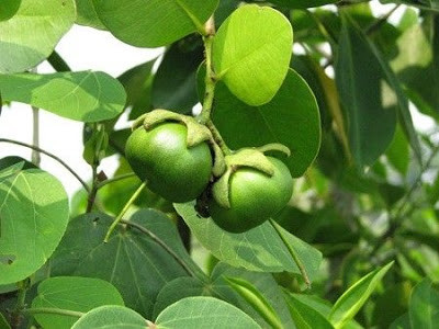 Năm 2012, cơn sốt mua lá, cành, thân cây bần khiến không ít người đổ xô đi thu mua loại cây này. Vùng Cần Thơ, Bạc Liêu, người dân từng mua thân bần ổi giá 10.000 đồng/kg, lá bần ổi cũng 15.000 đồng/kg.