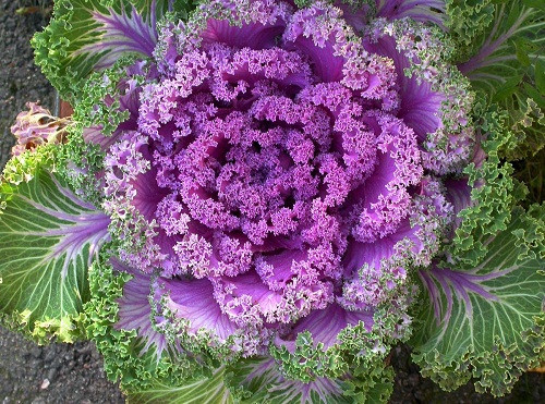 Bắp cải xoăn (Brassica Oleracea) được bà nội trợ yêu thích vì hình dáng độc, lạ của chúng. Giống cải này có nguồn gốc ở Thái Lan, Nga hoặc Mỹ. Ở Việt Nam cũng có cơ sở gieo trồng bằng hạt, cung cấp cây vào các dịp lễ, tết.