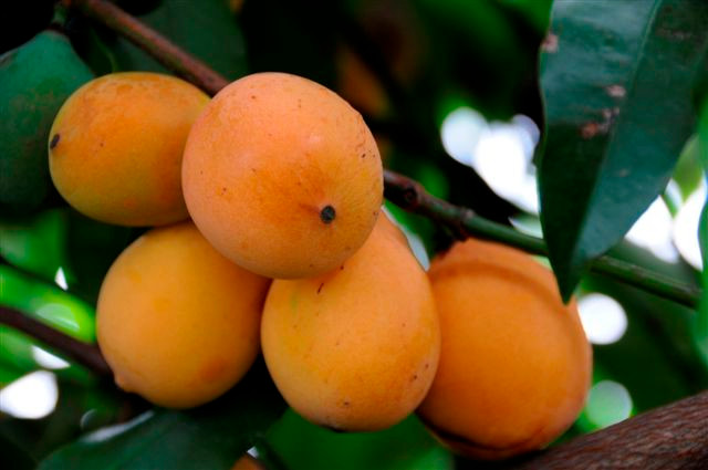 Achacha có thể chế biến thành nước ép hoặc sinh tố với vị chua ngọt tự nhiên cân bằng.