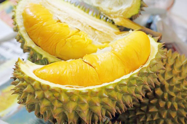 Còn sầu riêng chín cây có cuống và gai tươi mới, khi đưa lên ngửi sẽ thấy hương thơm mạnh.