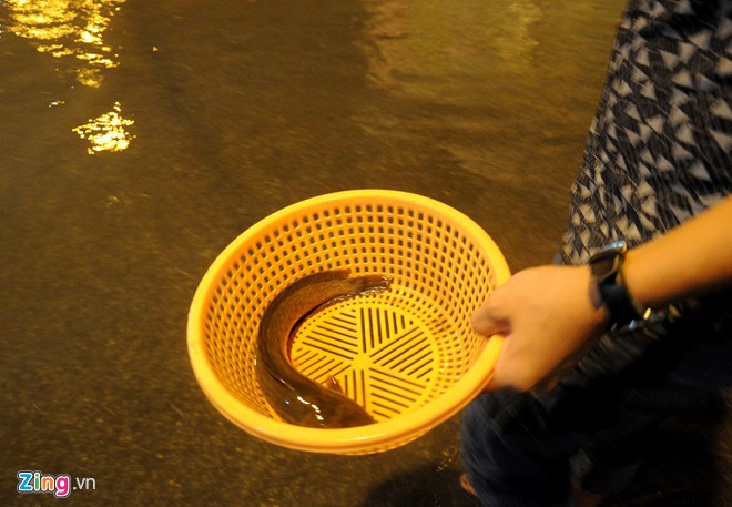 Châu cho biết, chưa bao giờ gặp cảnh nước ngập bắt cá như thế này. "Sau khi nước rút dần, các loại cá trê, rô đồng theo dòng nước chảy bơi lên mặt đường khá nhiều, chỉ cần quan sát có thể phát hiện cá ngoe nguẩy, bơi chậm phía dưới", thanh niên này cho hay.
