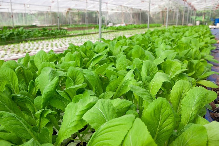 Bên cạnh các dự án bất động sản đình đám, tập đoàn Vingroup quyết định đầu tư dự án sản xuất rau quả công nghệ cao trên địa bàn tỉnh Vĩnh Phúc với quy mô 500 ha với tổng số vốn đầu tư từ 500 - 700 tỷ đồng