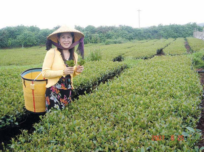 Với công suất 12 tấn chè thành phẩm/ngày, chè Ôlong Haiyih xuất khẩu sang nhiều thị trường khó tính trên thế giới như: Nhật, Đài Loan, Trung Quốc, Mỹ, Singapore, Đức, Ý có phần đóng góp không nhỏ công sức của nữ doanh nhân tài giỏi này.