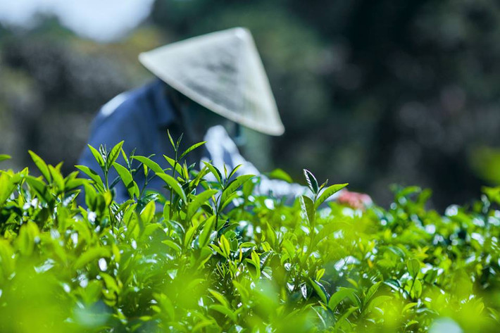 Hiện, công ty Hà Linh đang sở hữu khoảng 200 hecta chè Oolong tại xã Xuân Trường, TP Đà Lạt - vùng chè nổi tiếng của tỉnh Lâm Đồng.