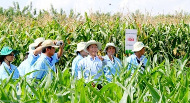 Năm 2014, tập đoàn HAGL dự kiến sẽ nâng diện tích trồng cây bắp từ 5.000 ha lên 8.000-10.000 ha và ước tính doanh thu lên đến 1.344 tỷ đồng vì đây là mặt hàng mang lại lợi nhuận "khủng".