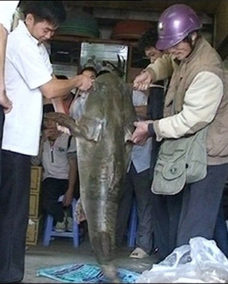 Con cá chiên khổng lồ nặng gần nửa tạ mà thợ cá săn được trên dòng sông Gâm. Ảnh: Lao Động